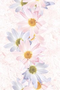 Blossom Pink HL